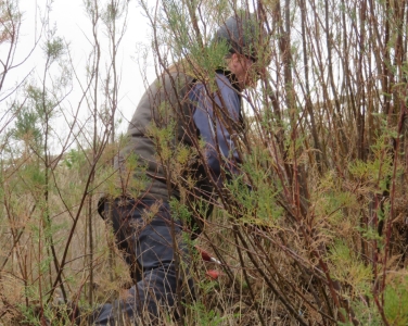 Roy is busy pruning