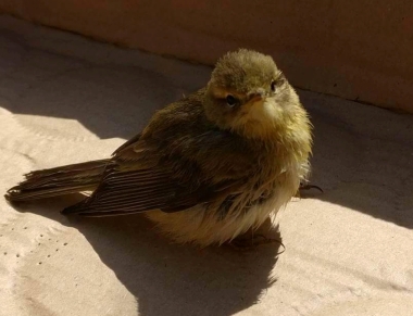 The baby bird that landed on the back of Tom Philpot's hand, whilst out racing, takes a rest before flying on