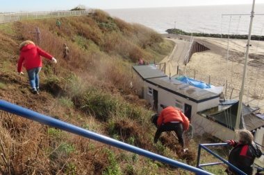 Work begins on the cliffs as Gunfleet tidies up the tamarisk